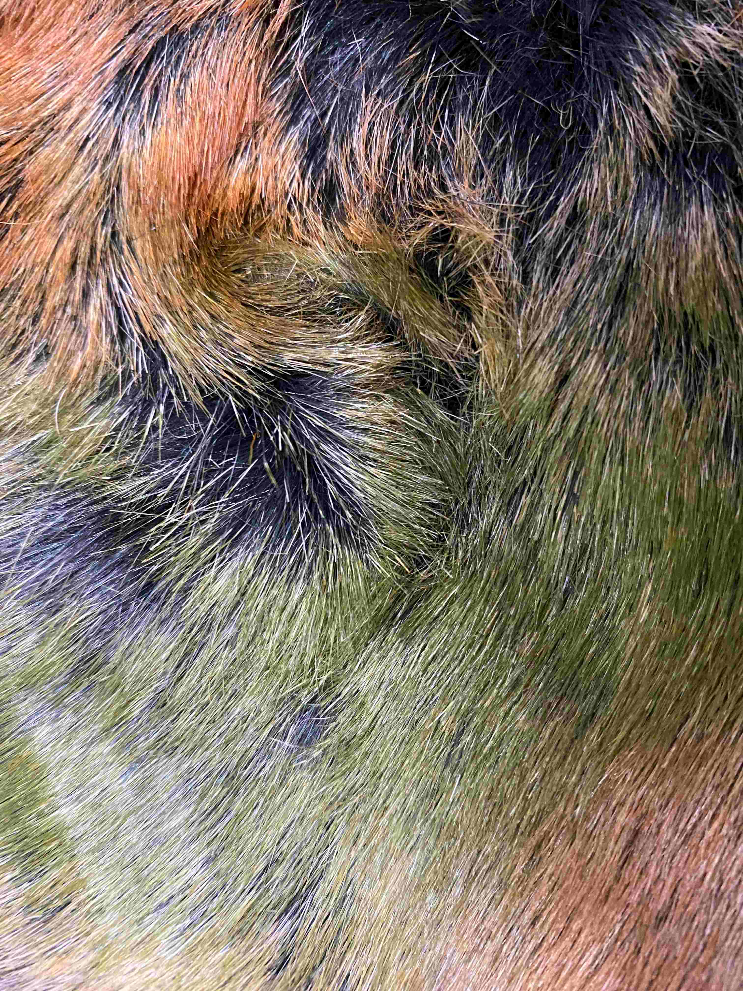 Colored faux fur collar (x6)